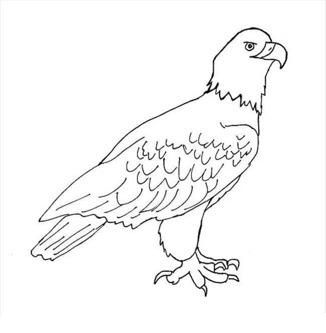 Dibujo de Águila de pie con pico curvo para colorear Dibujo de Águila de pie con pico curvo para colorear