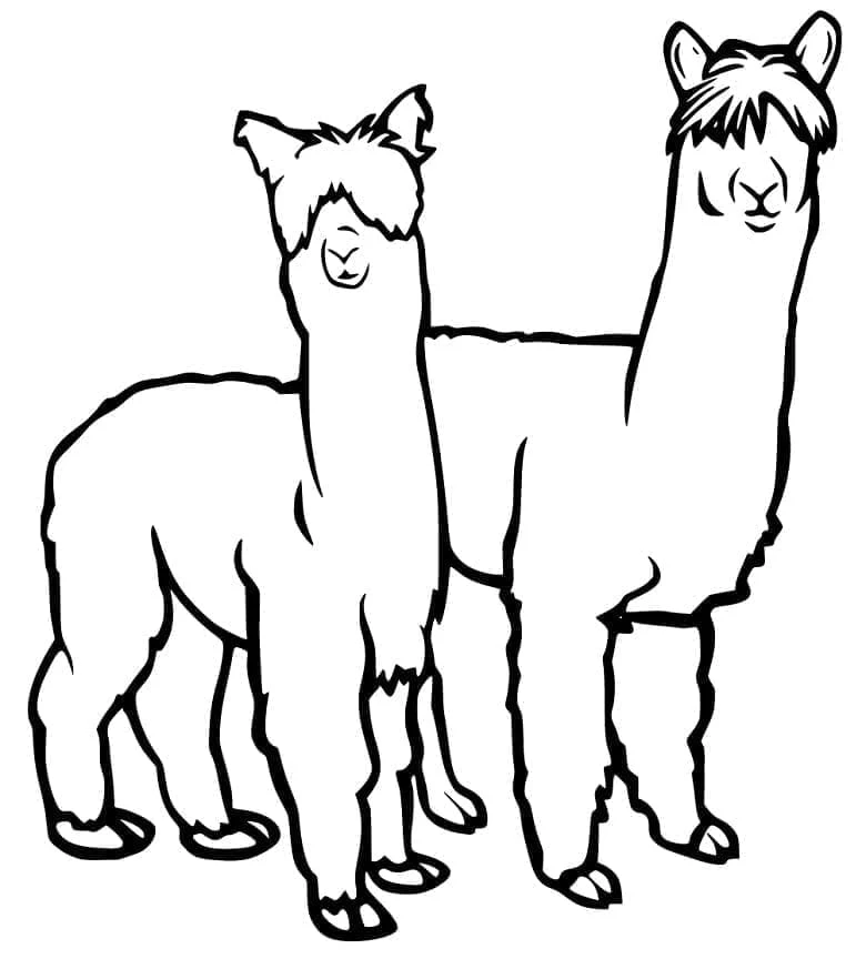 Dibujo de Alpaca dos alpacas de pie una junto a otra para colorear Dibujo de Alpaca dos alpacas de pie una junto a otra para colorear