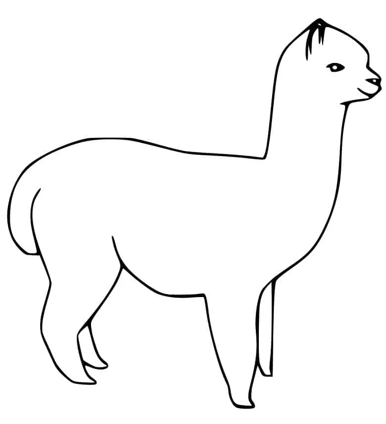 Dibujo de Alpaca de pie de perfil para colorear