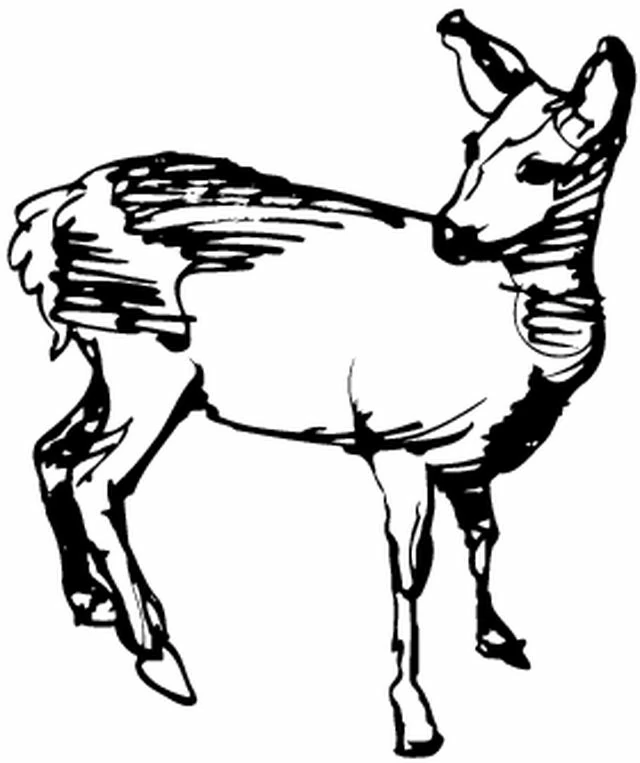 Dibujo de Cierva de pie con la cabeza girada hacia atrás para colorear