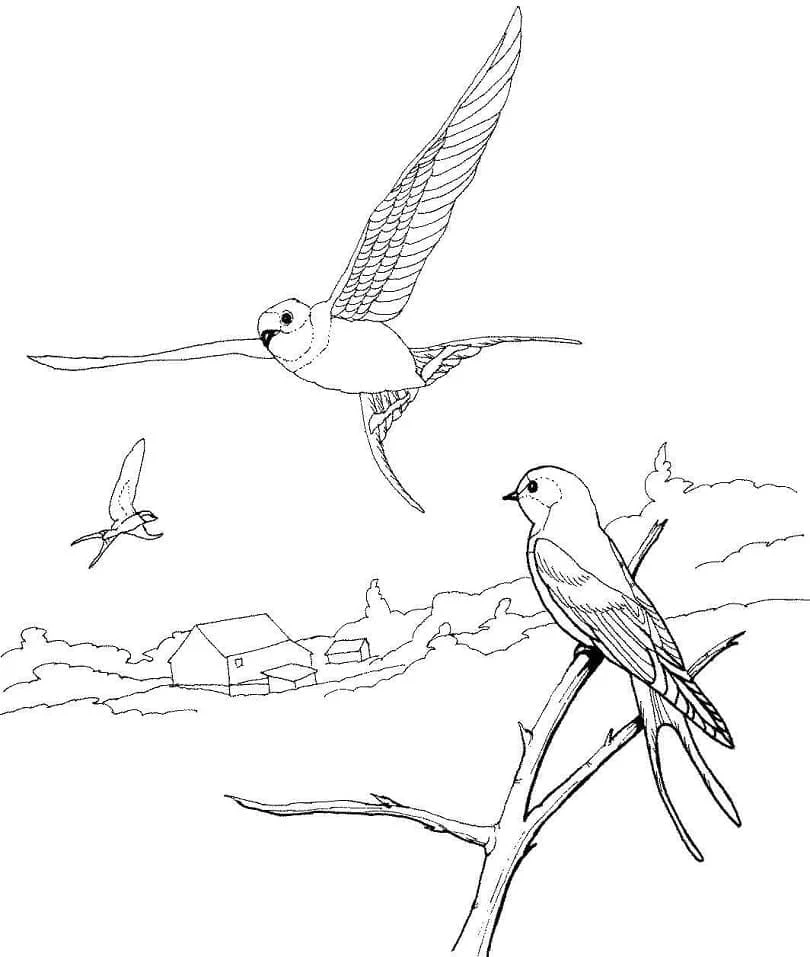 Dibujo de Golondrina posada junto a dos golondrinas volando para colorear Dibujo de Golondrina posada junto a dos golondrinas volando para colorear