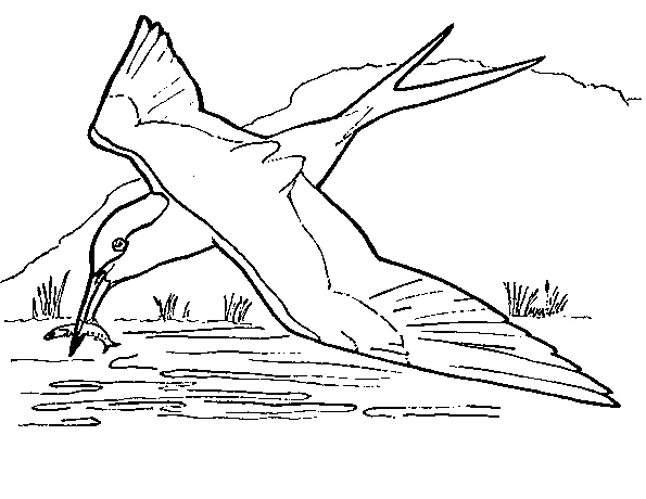 Dibujo de Golondrina lanzándose a atrapar un pez para colorear Dibujo de Golondrina lanzándose a atrapar un pez para colorear