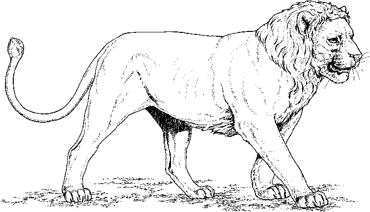 Dibujo de León caminando con una melena abundante para colorear Dibujo de León caminando con una melena abundante para colorear