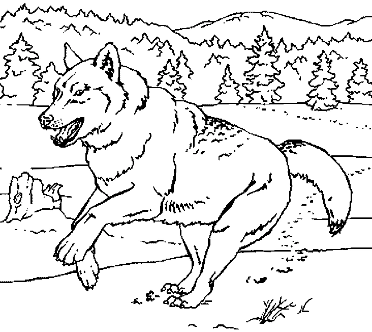 Dibujo de Lobo corriendo por un claro del bosque para colorear Dibujo de Lobo corriendo por un claro del bosque para colorear