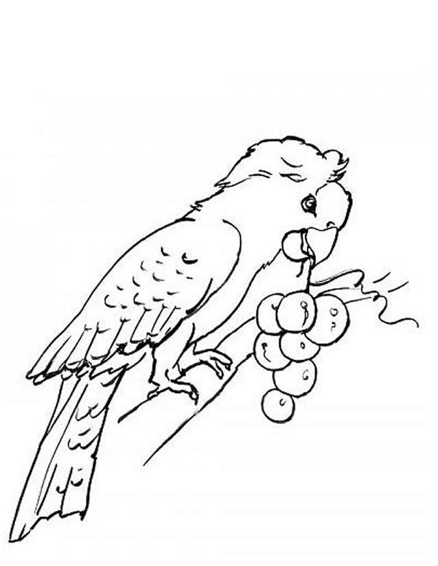 Dibujo de Loro comiendo un racimo de uvas para colorear