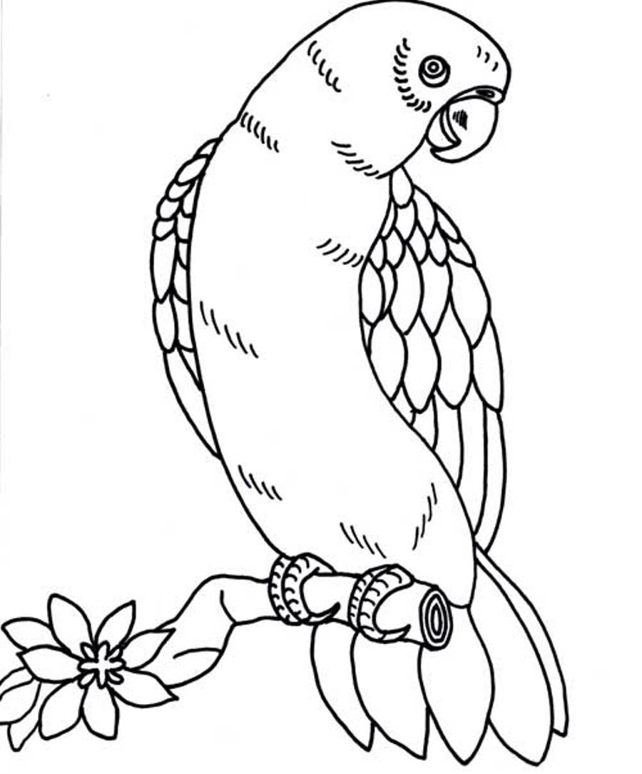 Dibujo de Loro posado en una rama con flor para colorear