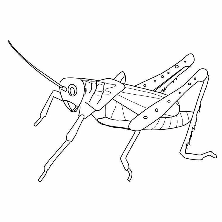 Dibujo de Saltamontes de largas antenas para colorear Dibujo de Saltamontes de largas antenas para colorear