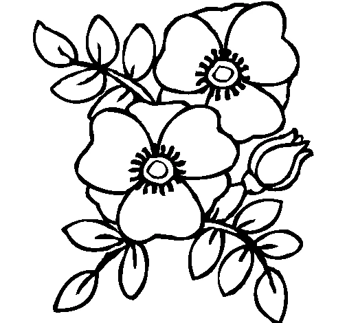 Dibujo de Amapola en ramo con hojas y capullo para colorear