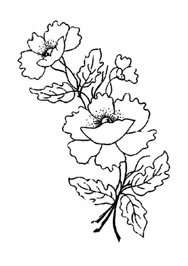 Dibujo de Amapola con dos flores y hojas en una rama para colorear Dibujo de Amapola con dos flores y hojas en una rama para colorear