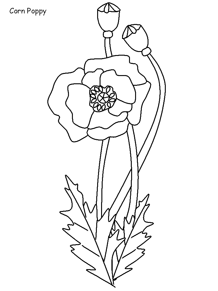Dibujo de Amapola en flor con sus cápsulas para colorear Dibujo de Amapola en flor con sus cápsulas para colorear