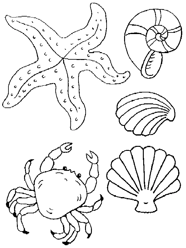 Dibujo de Concha, estrella de mar y cangrejo para colorear Dibujo de Concha, estrella de mar y cangrejo para colorear