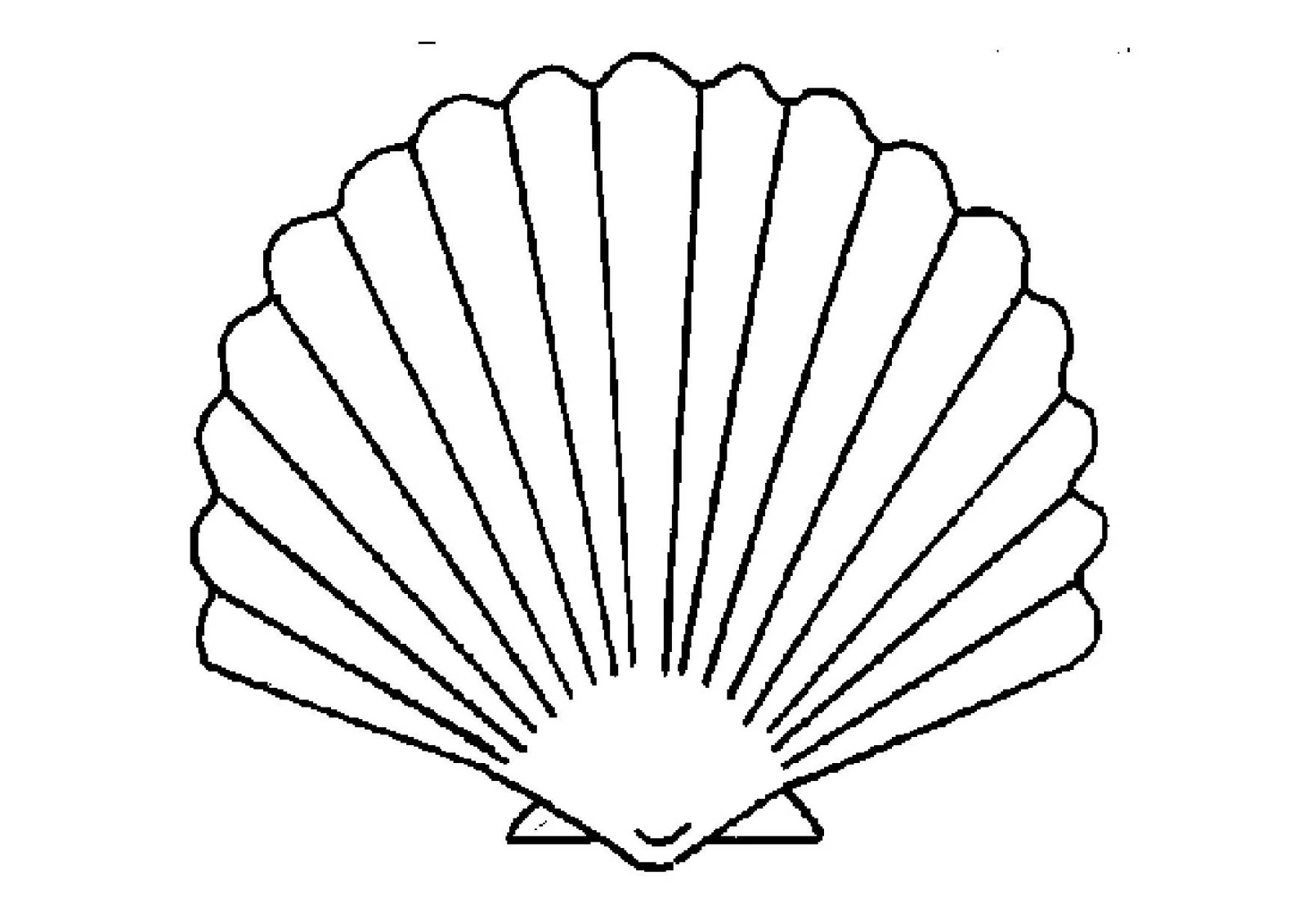 Dibujo de Concha con estrías en abanico para colorear Dibujo de Concha con estrías en abanico para colorear