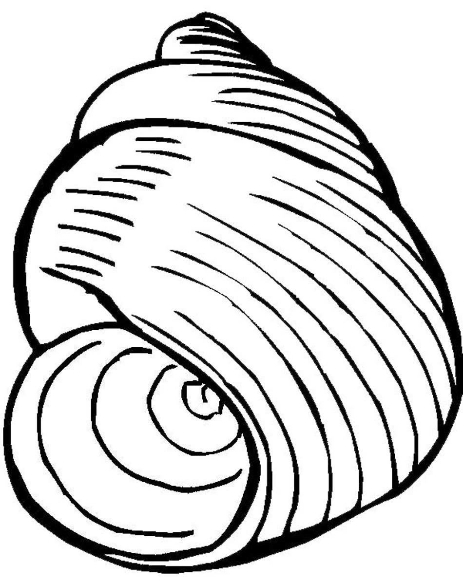 Dibujo de Concha en espiral con líneas curvas para colorear