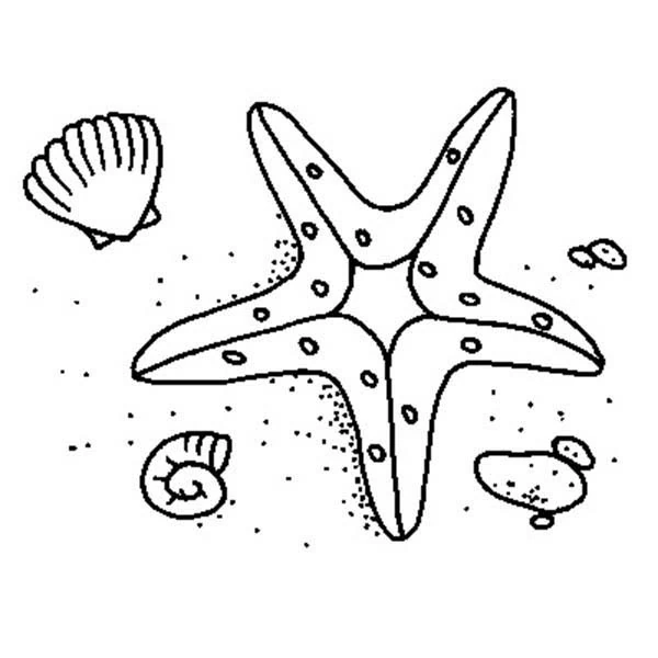 Dibujo de Concha y estrella de mar en la arena para colorear