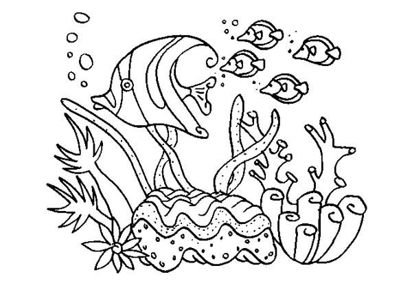 Dibujo de Grupo de peces nadando sobre un coral para colorear