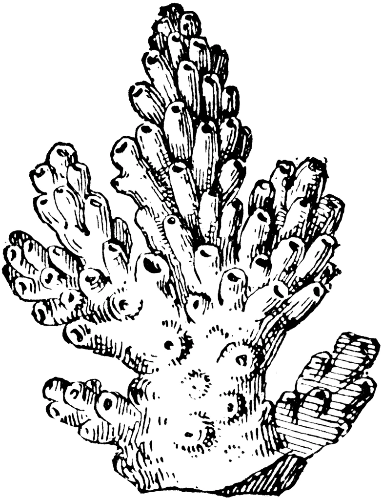 Dibujo de Colonia de coral ramificado para colorear Dibujo de Colonia de coral ramificado para colorear