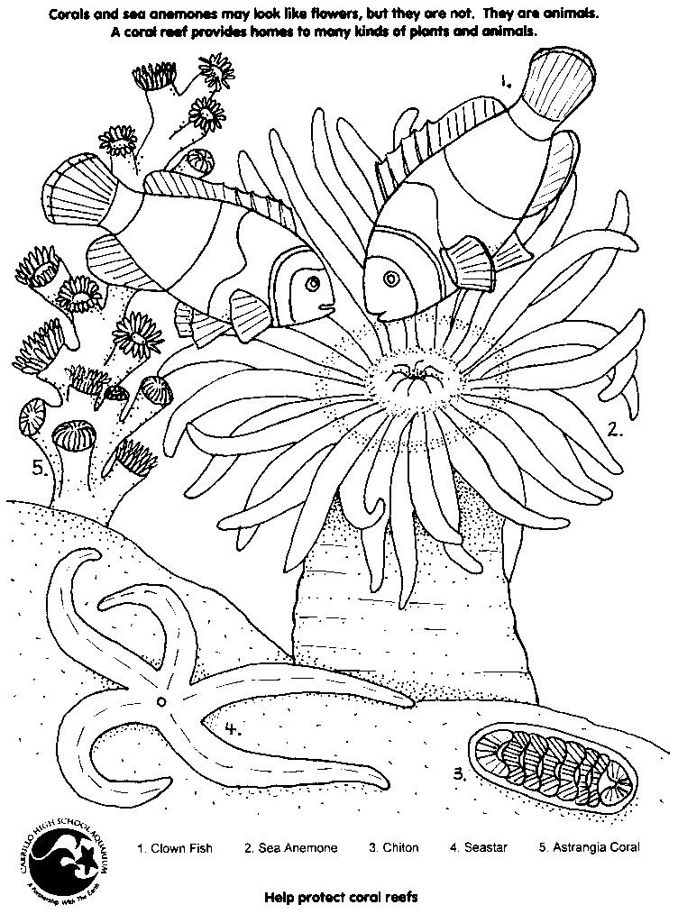 Dibujo de Arrecife de coral con peces payaso y anémona para colorear
