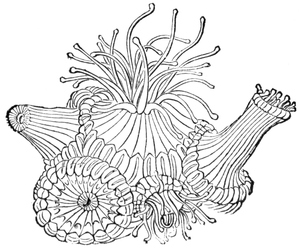 Dibujo de Coral con tentáculos y cuerpo estriado para colorear
