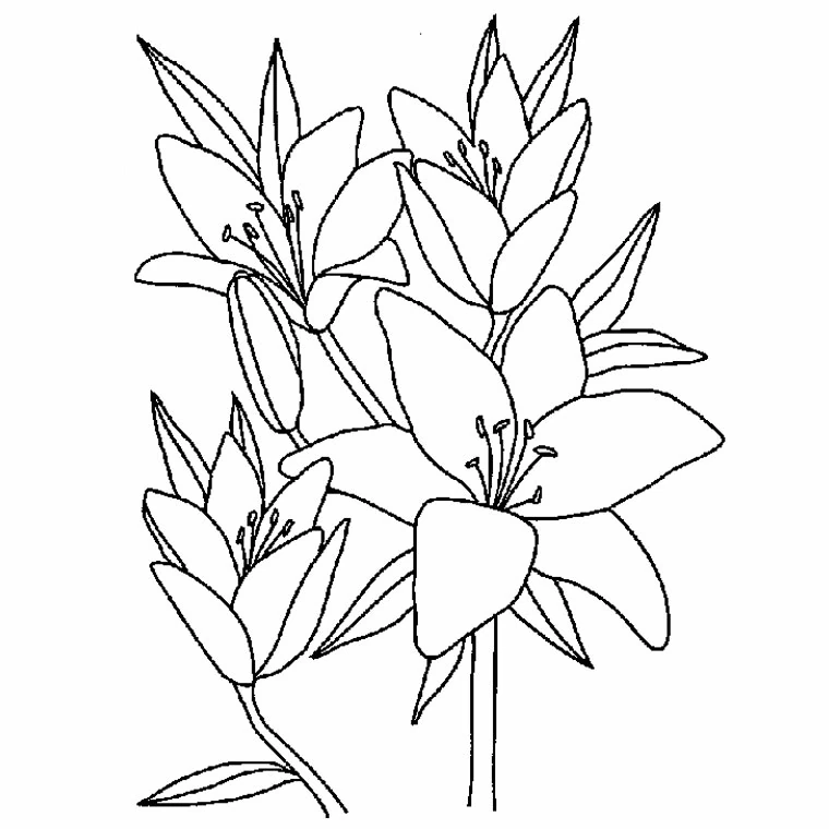 Dibujo de Ramo de flores de lirio en plena floración para colorear Dibujo de Ramo de flores de lirio en plena floración para colorear