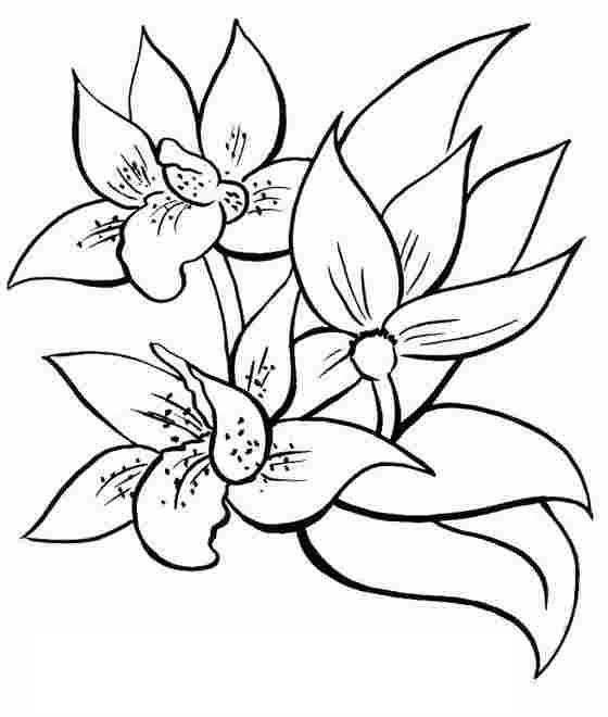Dibujo de Tres flores de orquídea en flor para colorear
