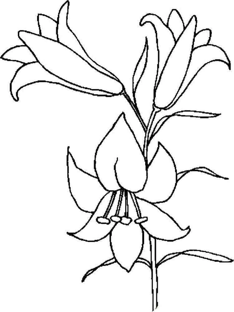 Dibujo de Lirios en flor sobre un tallo para colorear