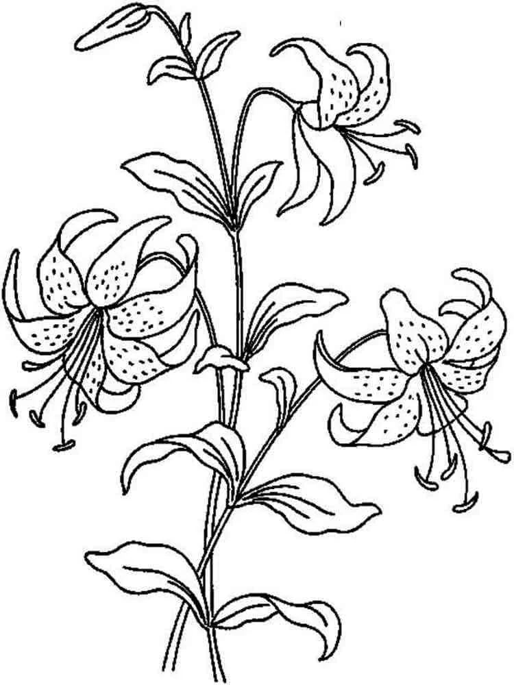 Dibujo de Rama de lirio con tres flores abiertas para colorear