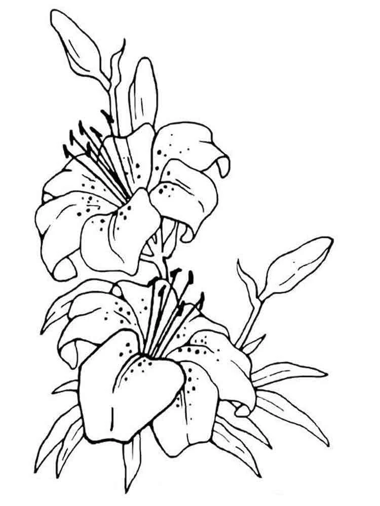 Dibujo de Flores de lirio abiertas para colorear Dibujo de Flores de lirio abiertas para colorear