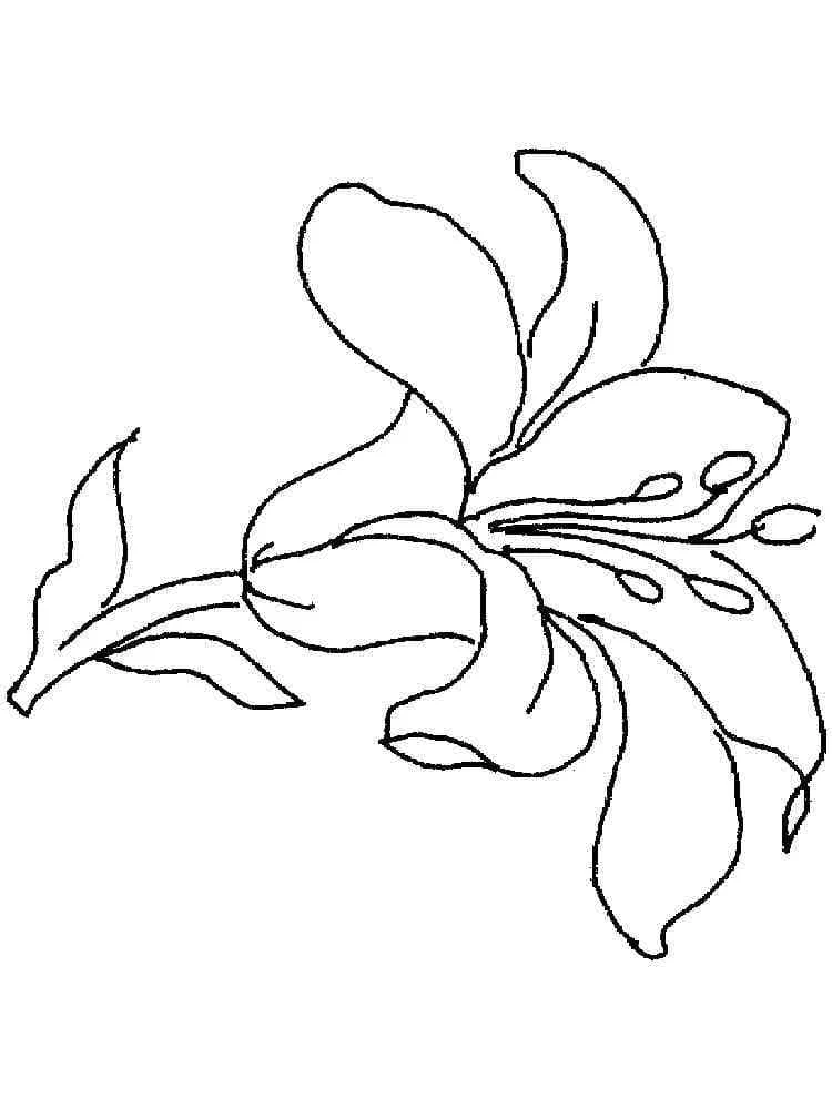 Dibujo de Lirio con pétalos abiertos para colorear