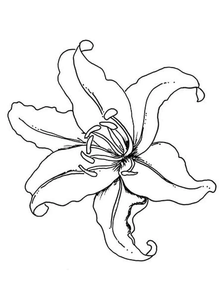Dibujo de Flor de lirio en plena floración para colorear