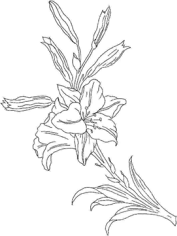 Dibujo de Lirio en plena floración con capullos y hojas para colorear