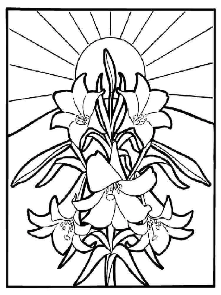 Dibujo de Lirios en ramo con fondo de rayos de sol para colorear