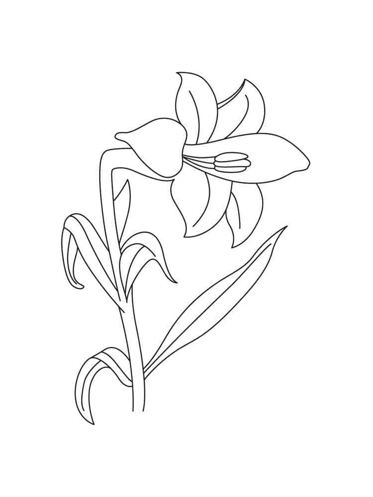Dibujo de Lirio en plena floración para colorear