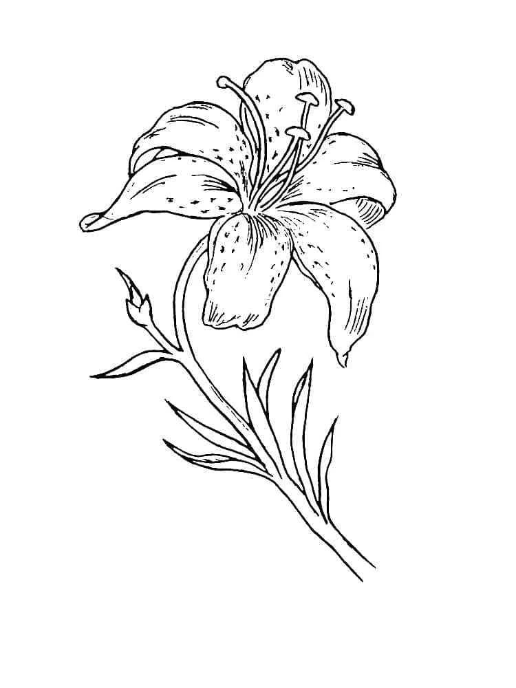Dibujo de Lirio con pétalos curvos y detalles punteados para colorear