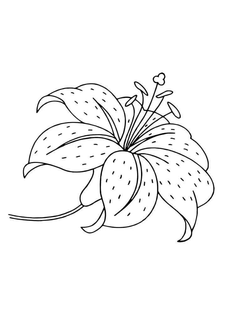 Dibujo de Lirio en plena floración para colorear Dibujo de Lirio en plena floración para colorear