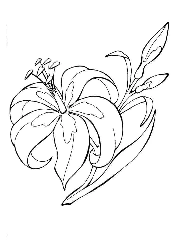 Dibujo de Lirio en flor con sus capullos para colorear