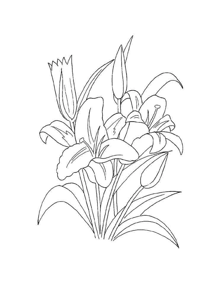 Dibujo de Lirio en ramo florecido para colorear