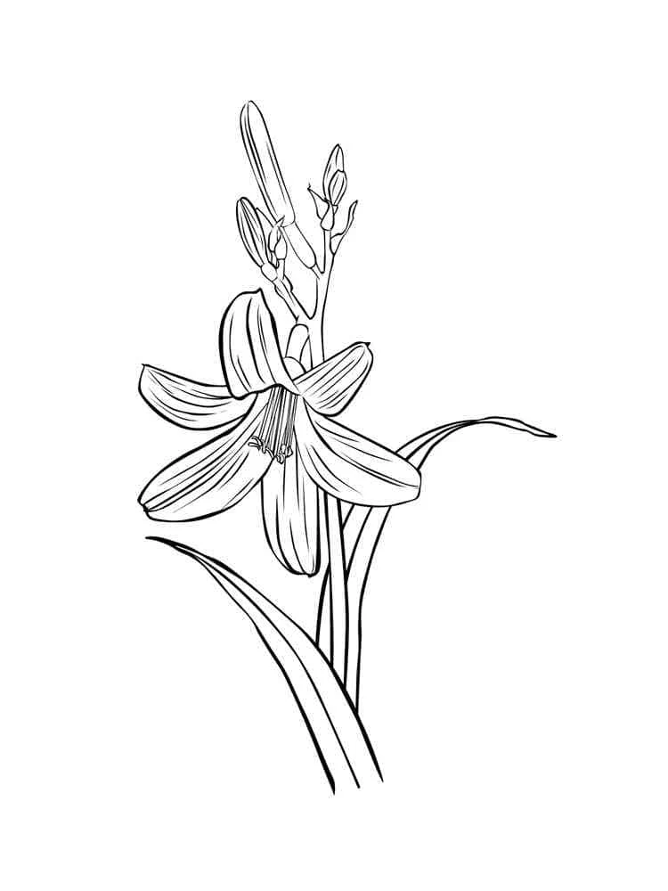Dibujo de Lirio con capullos y tallo para colorear
