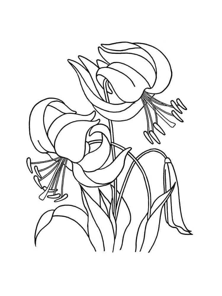 Dibujo de Lirios con pétalos curvados para colorear Dibujo de Lirios con pétalos curvados para colorear