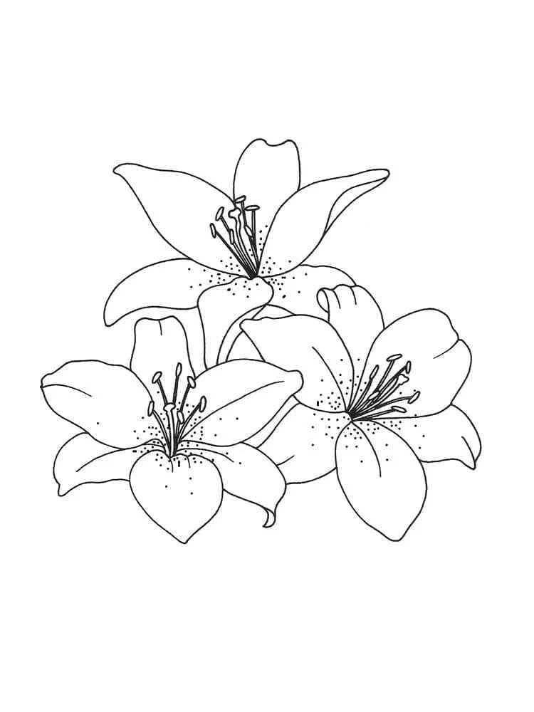 Dibujo de Lirios en plena floración para colorear