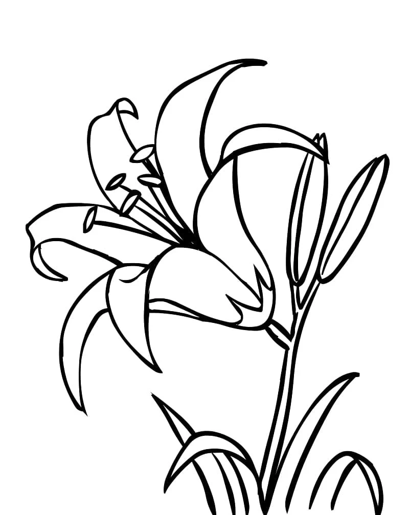 Dibujo de Lirio en plena floración para colorear Dibujo de Lirio en plena floración para colorear