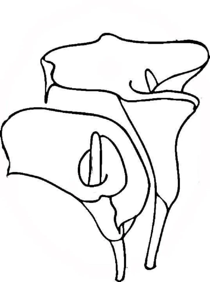 Dibujo de Dos flores de lirio para colorear