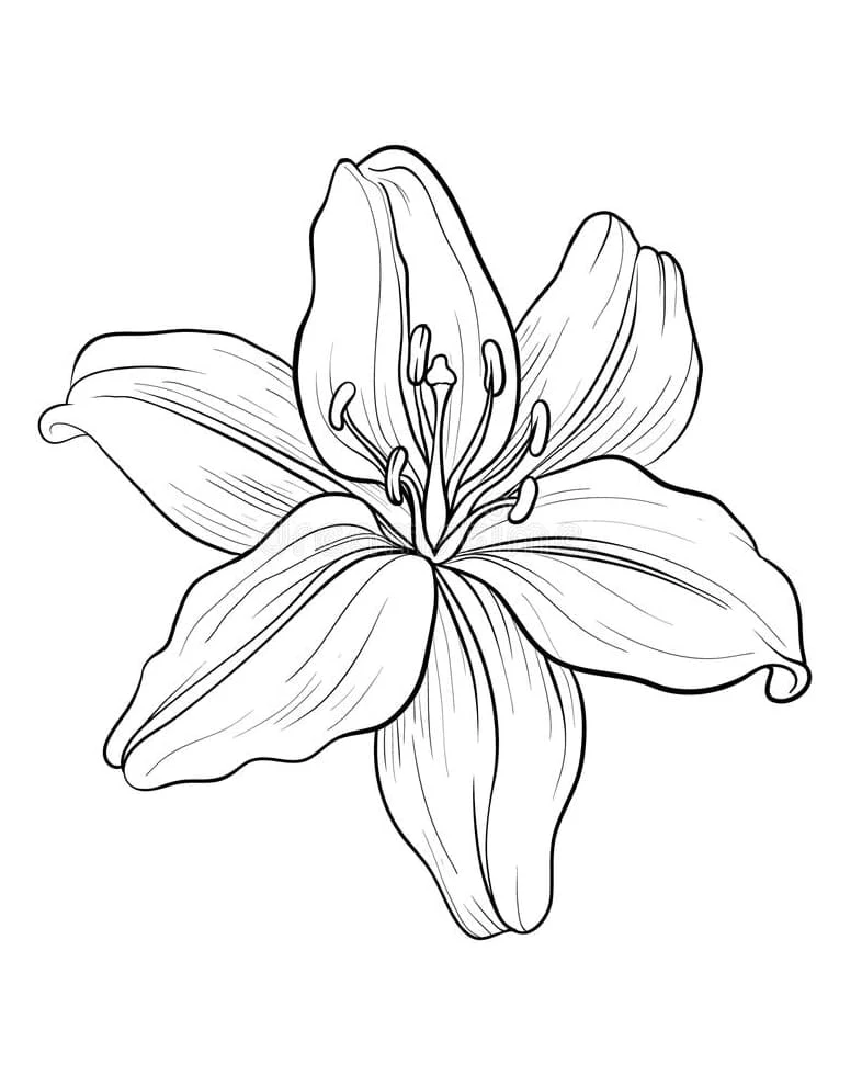 Dibujo de Lirio en plena floración para colorear