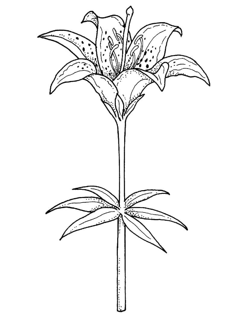 Dibujo de Lirio en plena floración sobre su tallo para colorear