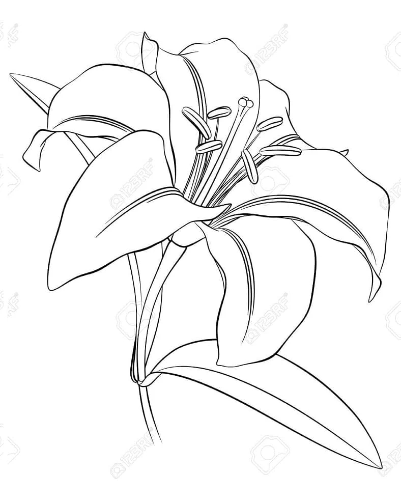 Dibujo gratuito Lirio #182397 de la coleccion Naturaleza y Estaciones para imprimir