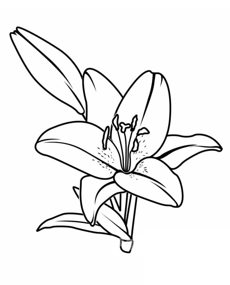 Dibujo de Lirio en plena floración para colorear Dibujo de Lirio en plena floración para colorear