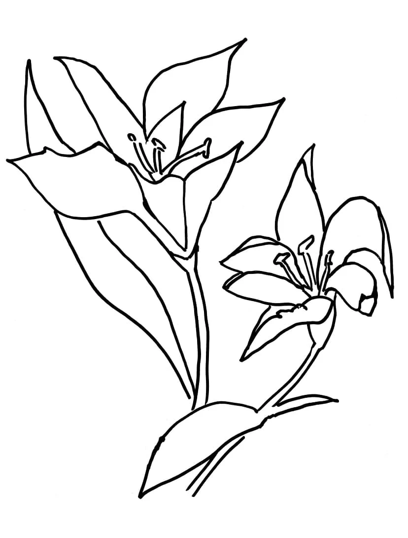 Dibujo de Lirio en floración para colorear