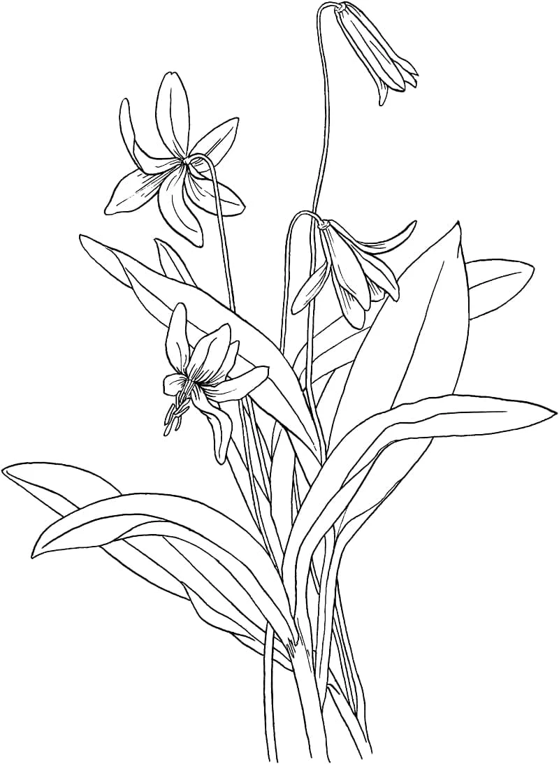 Dibujo de Lirio con pétalos curvados y hojas largas para colorear