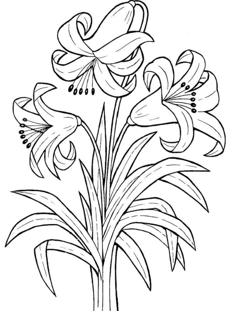 Dibujo de Lirios en plena floración para colorear