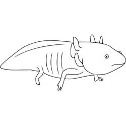 Dibujo de Ajolote visto de perfil para colorear
