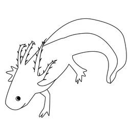 Dibujo de Ajolote nadando con sus branquias plumosas para colorear
